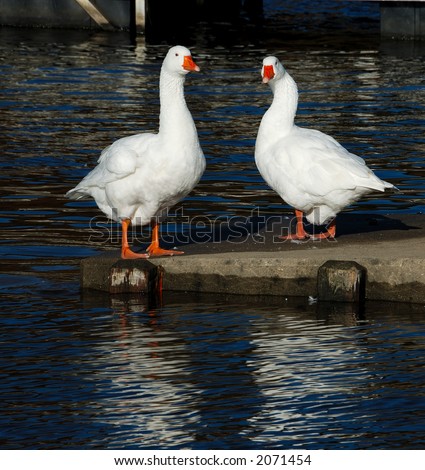 White Geese - two geese standing on the boat ramp at the lake.