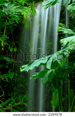 Waterfall in the Rainforest - The beauty of a waterfall among the lush green leaves of a rainforest.