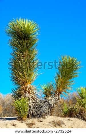 Joshua tree (Yucca brevifolia) is a monocotyledonous tree native to the state of California and photographed in Death Valley National Park, California, USA.