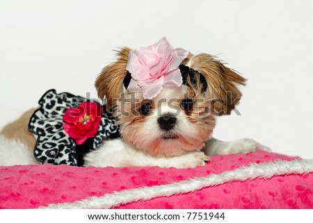 Pretty Baby-A shih tzu puppy dressed in her prettiest clothes, wearing a floral headband, lying on a pink minky pillow.