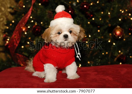 What Do You Mean, No Santa Claus? - A Shih Tzu puppy with a shocked expression on her face.