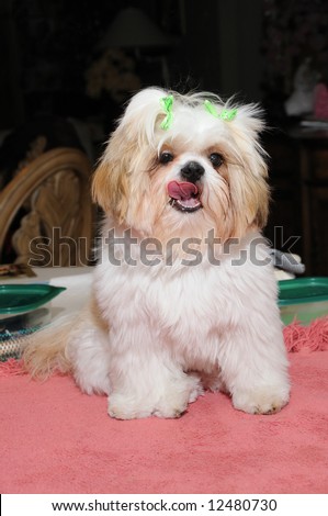 8 month old Shih Tzu Puppy Girl with hair bows, licking her lips after eating dinner.