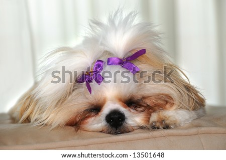 Dog Tired Shih Tzu Puppy  - Shih Tzu Puppy with bows in her pigtails, sound asleep.
