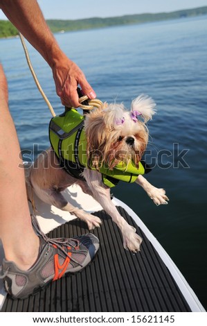 Shih Tzu Puppy, wearing a life jacket, is pulled out of the water at a lake.