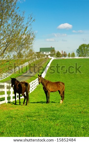 A horse ranch in Kentucky, USA with horses standing along the white fence and the house in the background.