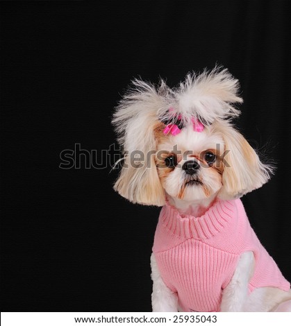 Shih Tzu Dog wearing a sweater and bows in her pigtails, sitting pretty in front of a black textured backdrop.