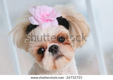 Shih Tzu Puppy Eyes - close-up shot of a sweet little female Shih Tzu with a flower in her hair and a sweet expression.