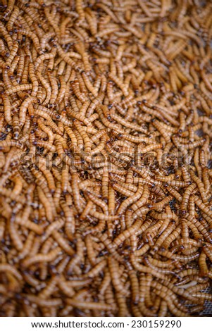 A Ton of meal worm larvae for feeding birds reptiles or fish