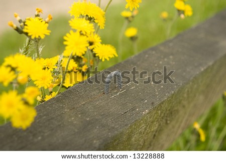Yellow flowers on an old field fence