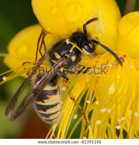 Wasp on flower in Holland