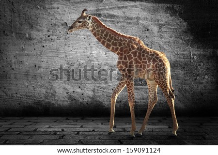 Giraffe on a gray background