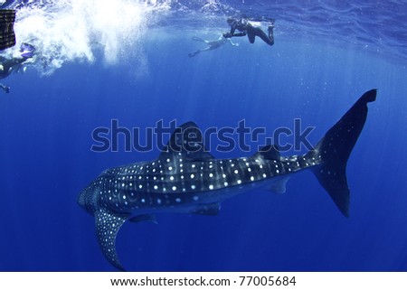A huge whale shark turns towards his admirers in Utila honduras.