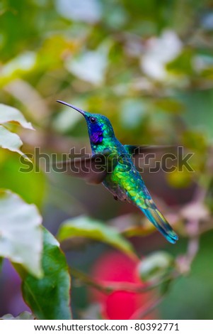 A large humming bird hovers to inspect a flower.