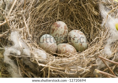 Mocking Bird Nest With 4 Eggs Stock Photo 12720694 : Shutterstock