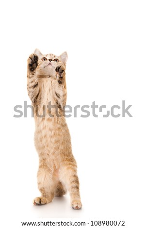 Funny brown cat jumps up, isolated on white