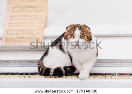 Scottish fold cat sits on the piano