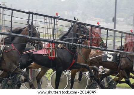 harness race horses coming out of starting gate