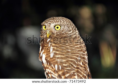 Eagle owl with large round yellow eyes perched in a tree
