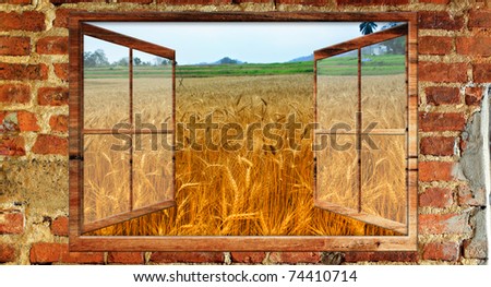Beautiful view over a window of Wheat field