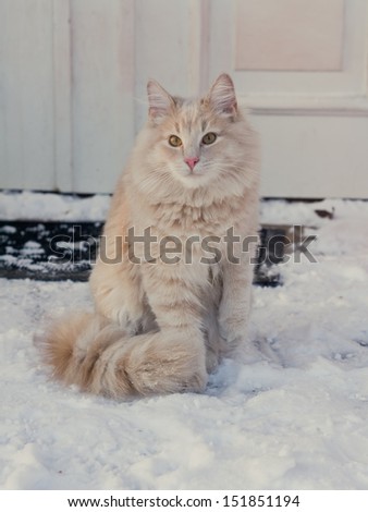 Beautiful winter cat in snow