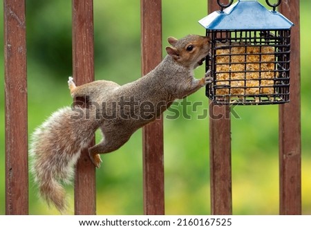 Similar – Image, Stock Photo Climbing squirrel in a tree