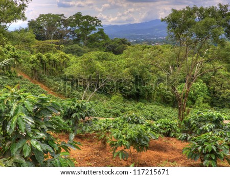 Small coffee plantation on a hillside in Costa Rica.