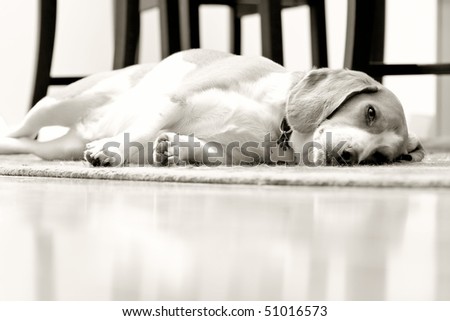 beagle resting on dining room carpet in black and white warm tone