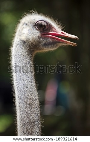 Ostrich Head Side View