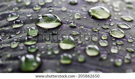 Water droplets on a real organic leaf