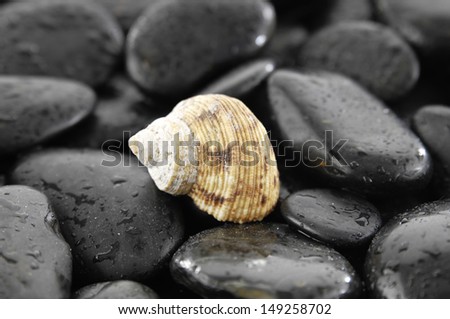 Single of shell and wet stones background