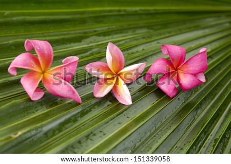 Red and pink frangipani on palm texture