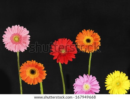 collection of six colorful flower. each one is shot separately
