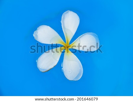 Frangipani (plumeria) flower floating in water