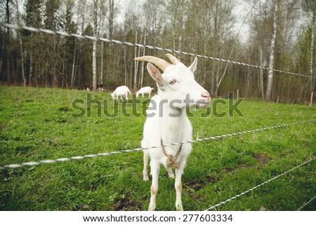 goat behind the hedge