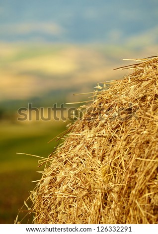 Mown wheat field, large round bales of hay, field of corn in the distance