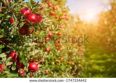 Similar – Image, Stock Photo Ripe red apples hanging on tree in plantation in Lofthus