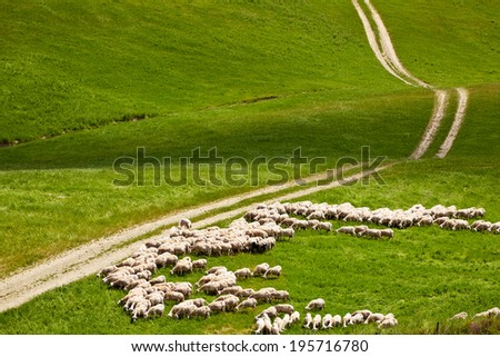 a flock of sheep grazing on the Tuscany hill
