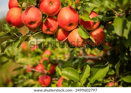 Similar – Image, Stock Photo apple orchard Plant Summer