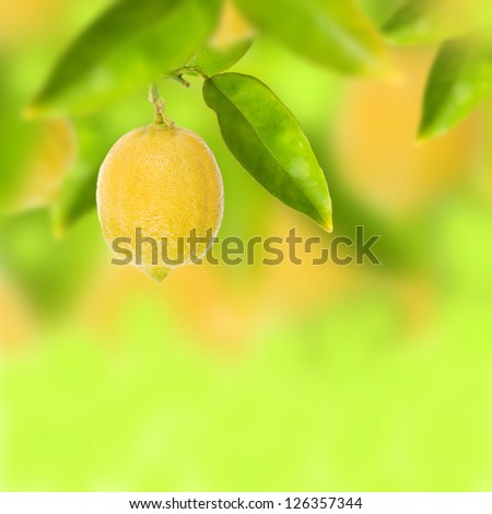 Lemon tree with fresh lemon