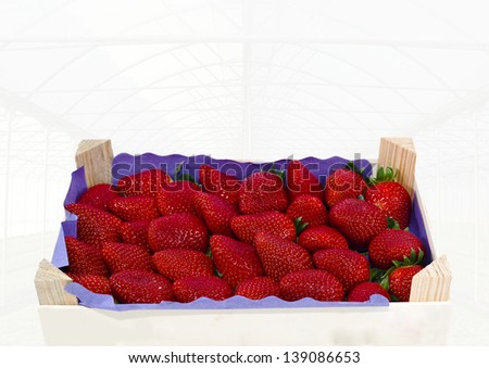 strawberries wooden box with a greenhouse background