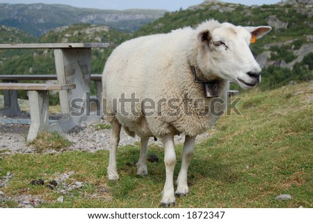 Freely grazing sheep near a table in a parking place in norwegian mountains