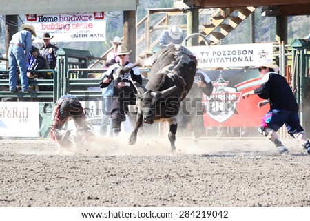 MERRITT, B.C. CANADA - May 30, 2015: Horseman roping a bull in the first of The 3rd Annual Ty Pozzobon Invitational PBR Event.