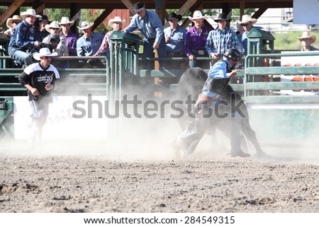 MERRITT, B.C. CANADA - May 30, 2015: Bull rider riding in the first round of the 3rd Annual Ty Pozzobon Invitational PBR Event.