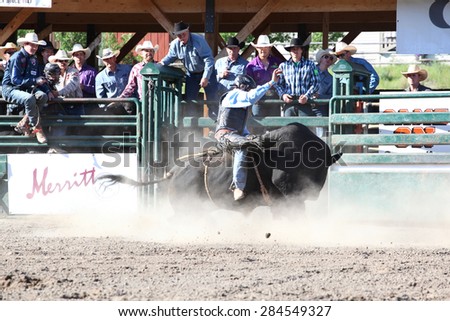 MERRITT, B.C. CANADA - May 30, 2015: Bull rider riding in the first round of the 3rd Annual Ty Pozzobon Invitational PBR Event.