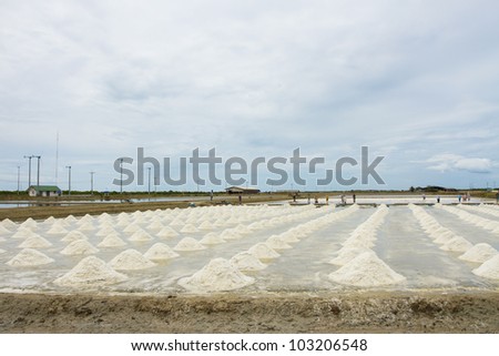 salt field, large salt field in Thailand