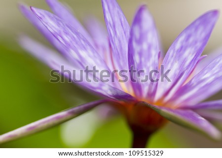 purple lotus, side of purple lotus showing petals