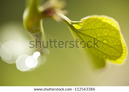 leaf texture, dew drops on leaf showing transparent texture