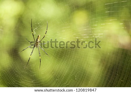 spider network, side surface of spider s web in forest
