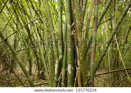bamboo forest, texture of bamboo sticks in bamboo forest
