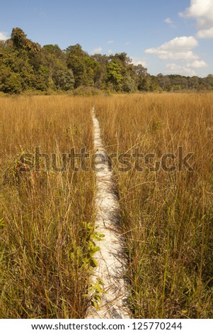 grassland road, concrete road cut to dry grassland